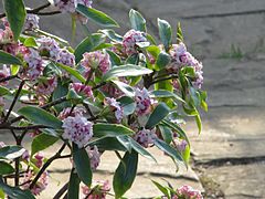 D. odora 'Aureomarginata'