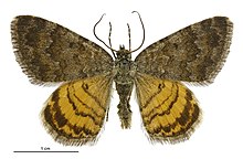 Dasyuris anceps anceps male.jpg