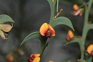 <i>Daviesia dilatata</i> Species of flowering plant