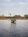 * Nomination The Alde Feans. Wetland nature reserve. Dead elzen (Alnus) in a flooded swamp forest. --Agnes Monkelbaan 04:18, 8 June 2023 (UTC) * Promotion Good quality --Jakubhal 04:25, 8 June 2023 (UTC)