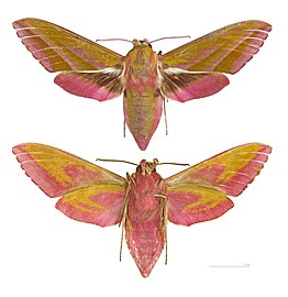 Deilephila elpenor - Muséum de Toulouse