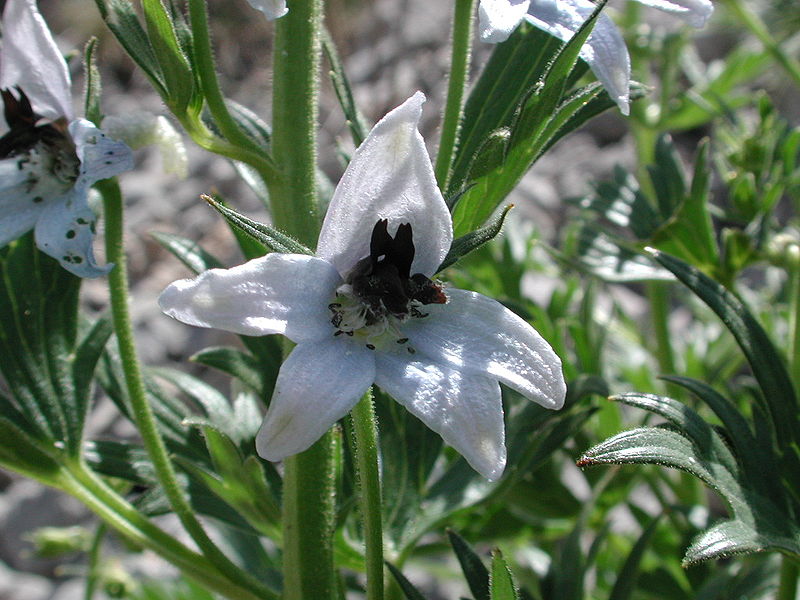 File:Delphinium montanum2.JPG