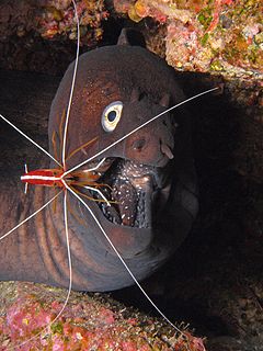 <i>Muraena augusti</i> Species of fish