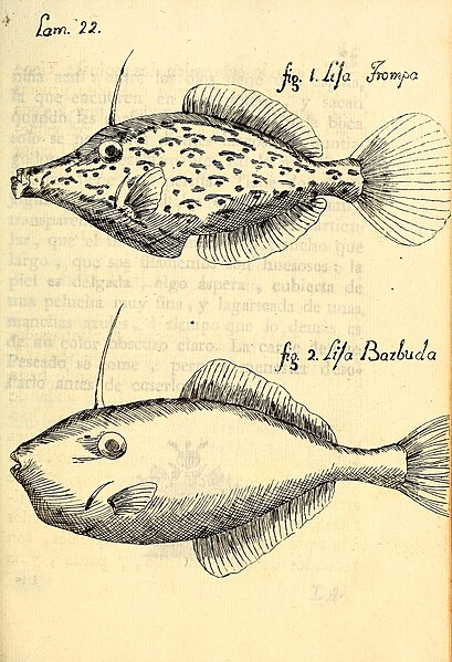 File:Descripcion de diferentes piezas de historia natural las mas del ramo maritimo (Lam. XXII) BHL41501896.jpg