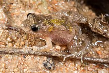 کویر froglet.jpg