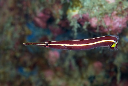 Diademichthys lineatus