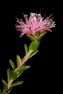 <i>Diastella</i> Genus of flowering plants in the protea family