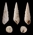 * Nomination Shell of an Eocene gastropod, Diastoma costellatum --Llez 05:55, 5 March 2013 (UTC) * Promotion Excellent! --Óðinn 07:31, 5 March 2013 (UTC)