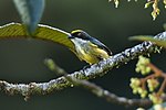 Thumbnail for Yellow-crowned flowerpecker