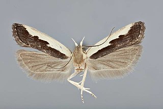 <i>Dichomeris xanthoa</i> Species of moth