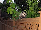 Virginioansche opossums voeln hunder thuus in de stad