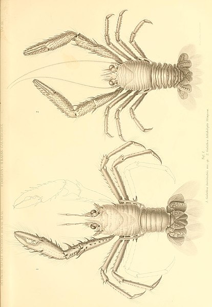 File:Die Galatheiden der Deutschen Tiefsee-Expedition (1913) (20917293175).jpg