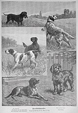 Die Gartenlaube – Illustrirtes Familienblatt (r. 1888, Lipsko): 1. Retrívr, 2. Anglický setr, 3. Pointer, 4. Irský setr a Irský červenobílý setr, 5. Griffon (honič), 6. Německý ohař krátkosrstý