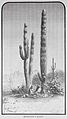 Die Gartenlaube (1888) b 541.jpg Riesenkakteen in Arizona (Rudolf Cronau)