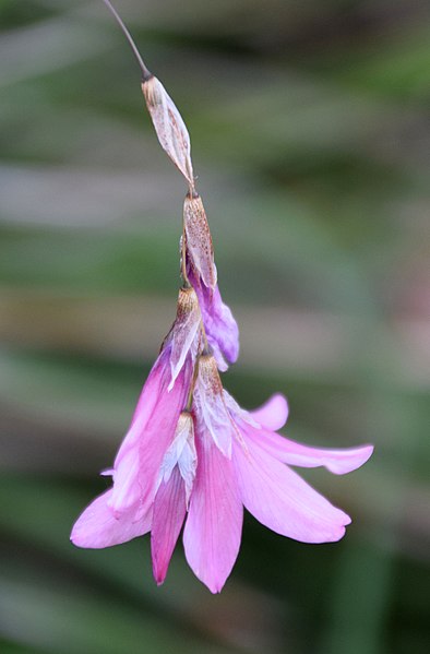 File:Dierama igneum 01.jpg