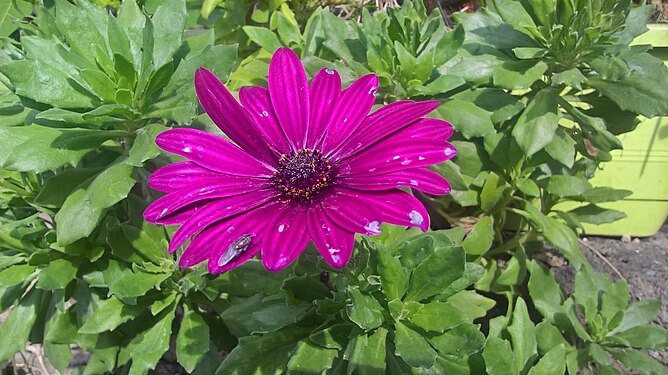 Anemone hortensis in bloom