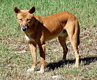 Dingo Front.JPG