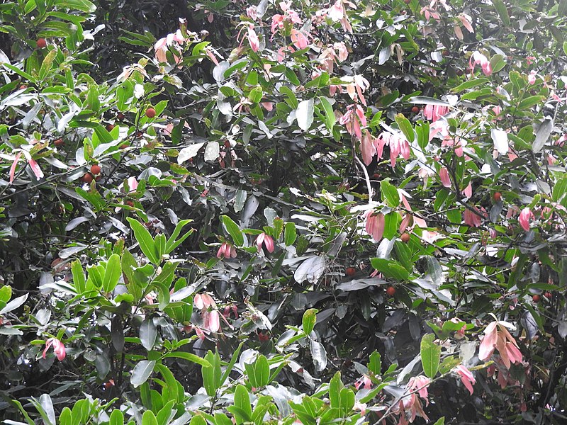 File:Diospyros peregrina-1-AJCBIBG-howrah-India.jpg