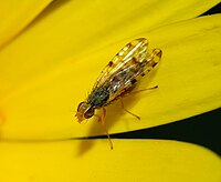   Female Dioxyna bidentis (Tephritidae)