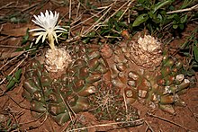 Discocactus hartmannii ssp. giganteus PJ Braun et Esteves Mato Grosso do Sul, Brasil.JPG