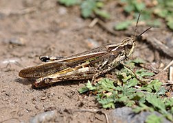 Dociostaurus maroccanus (Moroccan locust)