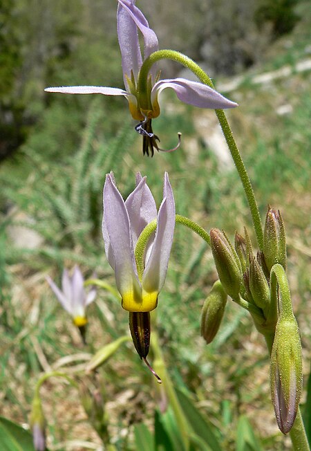 Tập_tin:Dodecatheon_redolens_4.jpg