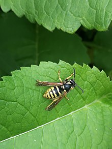 Dolichovespula omissa.jpg