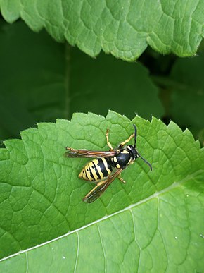 Beskrivelse av bilde Dolichovespula_omissa.jpg.