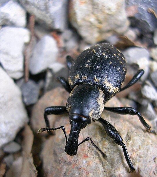 File:Dovzanova soteska bug.jpg