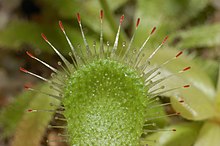 Drosera pauciflora leaf Darwiniana.jpg