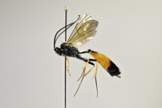 <i>Dusona falcator</i> Species of wasp