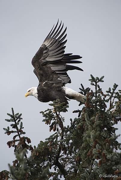 File:Eagle Wingspan Flkr1828 (22037081651).jpg