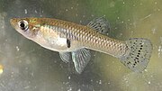 Thumbnail for Eastern mosquitofish