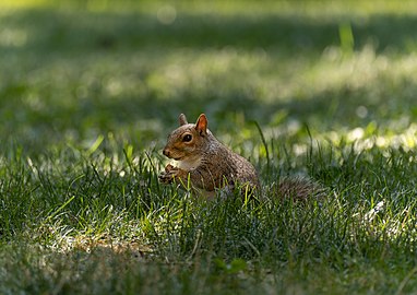 Eastern gray squirrel (Sciurus carolinensis) eating, Harvard Yard, Cambridge, Massachusetts, US