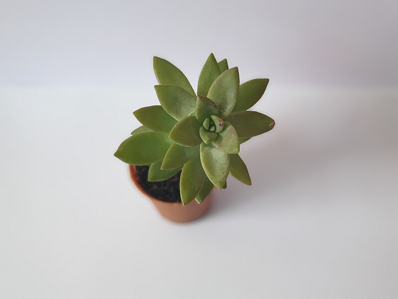 File:Echeveria Succulent.jpg