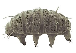 Echiniscus insularis (10.3897-evolsyst.5.59997) Figure 6 (white background).jpg