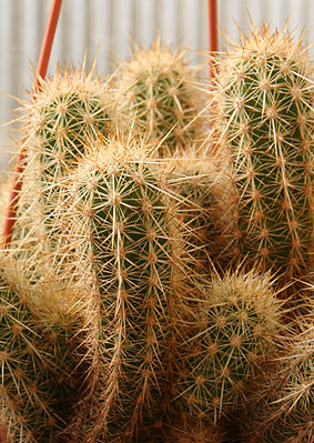 Echinocereus barthelowanus 01.jpg