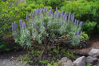 <i>Echium webbii</i> Species of flowering plant