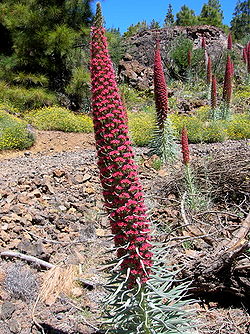 I vivaci fiori rossi della bugloss del Teide