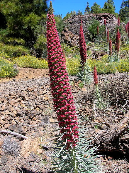 Vibrant red flowers of the Teide bugloss