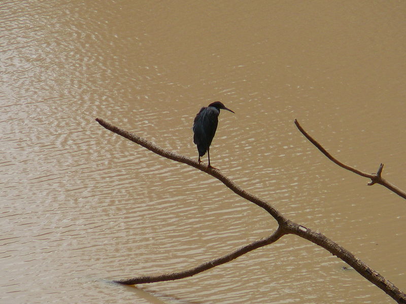 File:Egretta ardesiaca 0001.jpg