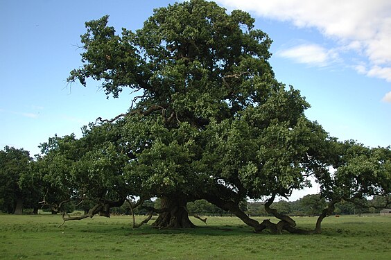 Oak in Oak Grove Stowmarket Helminghampark Suffolk, United Kingdom