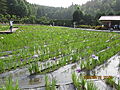 永澤寺ぼたん園 (3)