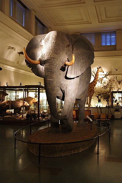 File:Elephant Göteborgs Naturhistoriska museum.jpg