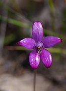 Caladenia brunonis