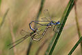 * Nomination: Emerald damselflies (Lestes sponsa) mating, Woorgreens Lake and Marsh, Forest of Dean, Gloucestershire --Charlesjsharp 18:54, 9 August 2015 (UTC * Review  Oppose below 2mpx --Christian Ferrer 05:15, 10 August 2015 (UTC)  Done sorry, correct file now uploaded. Charlesjsharp 08:37, 10 August 2015 (UTC)