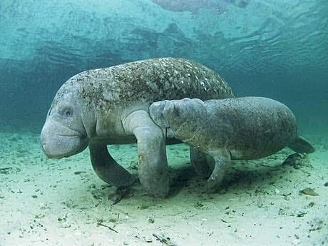 African manatee