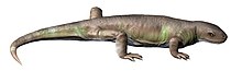 Life restoration of the Carboniferous synapsid (mammal precursor) Eocasea Eocasea NT small.jpg