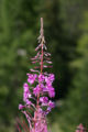 Epilobium angustifolium