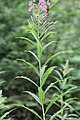 Epilobium angustifolium alternate leaves